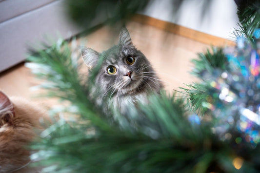 10 Hacks to Cat-Proof Your Christmas Tree